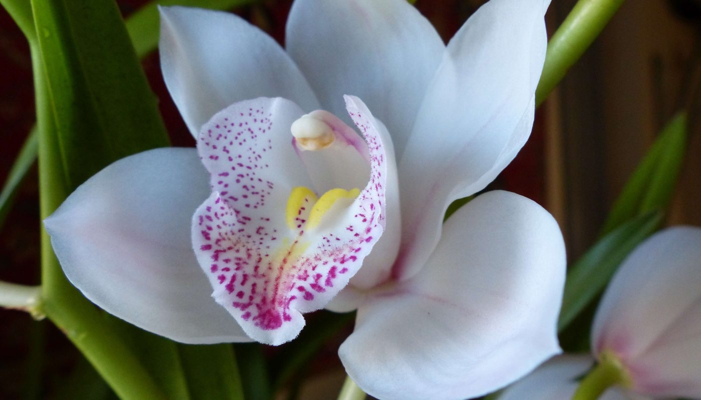 Fleurs