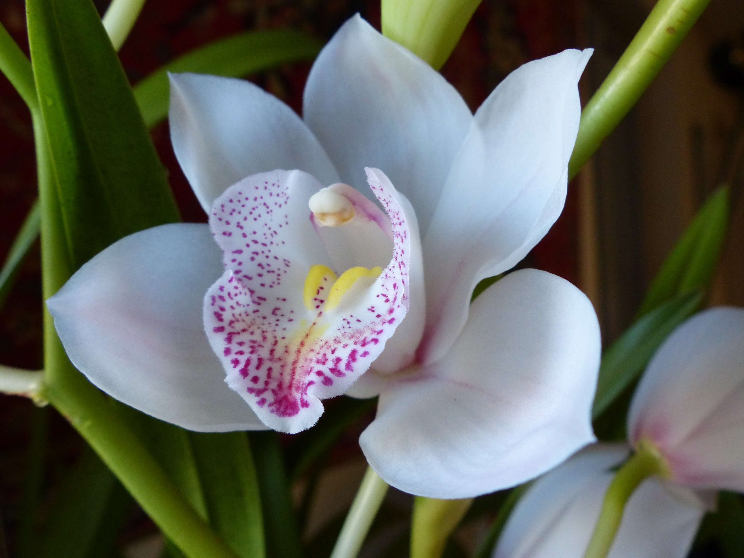 Fleurs