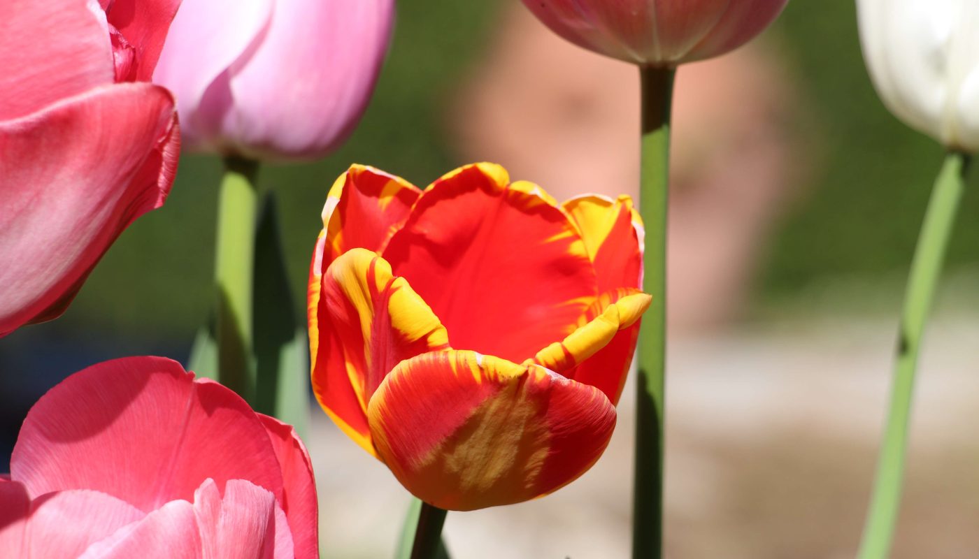Tulipes