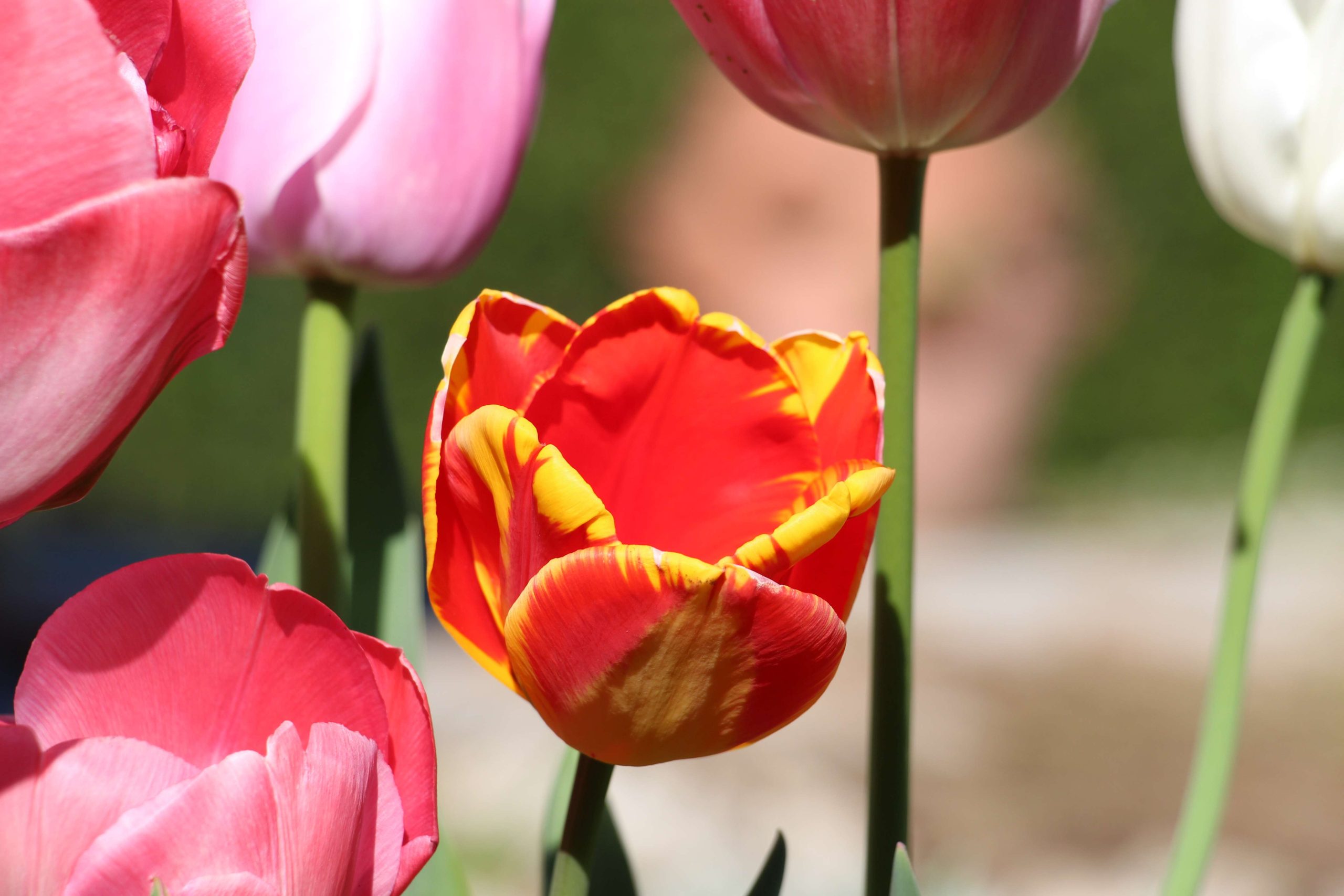 Tulipes