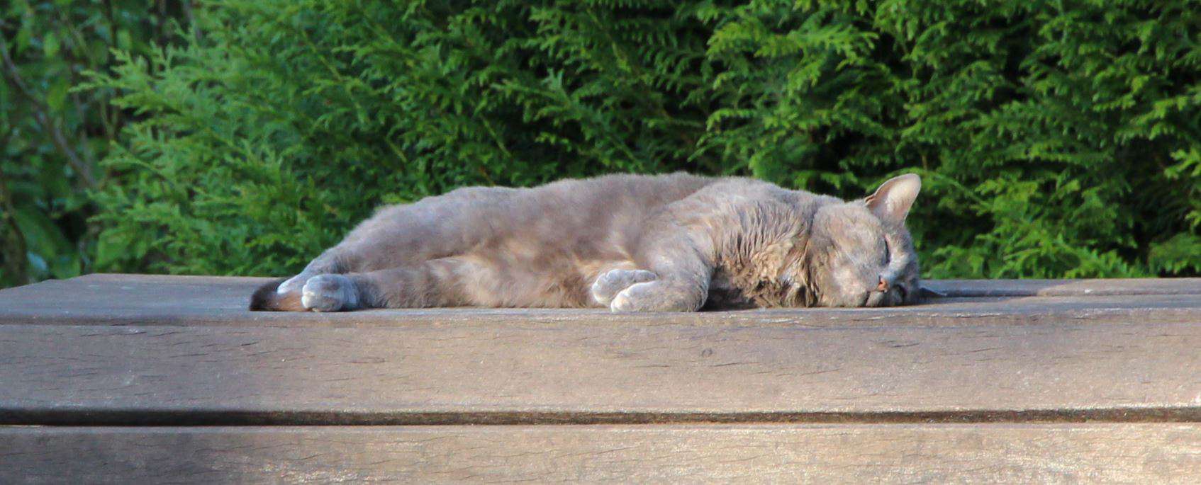 Ce chat est bien vivant, même s'il n'en a pas l'air. Il digère, à mi ombre - mi soleil... envoyé par Coralie de Villeparisis.