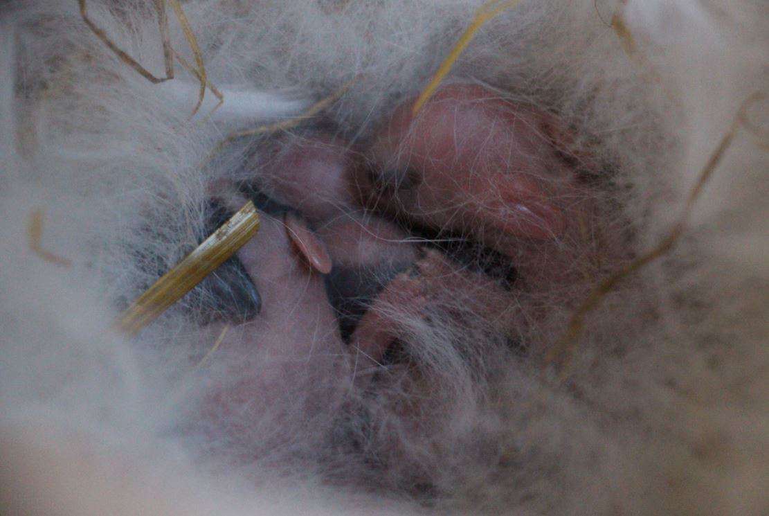 Les petits lapins naissent sans poils et se blottissent les uns contre les autres. Leur maman s'assure qu'ils auront chaud avec ses propres poils qui confectionnent le nid.