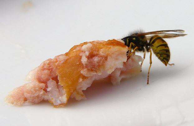 La guêpe est carnivore.