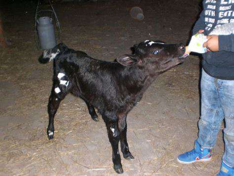 veau