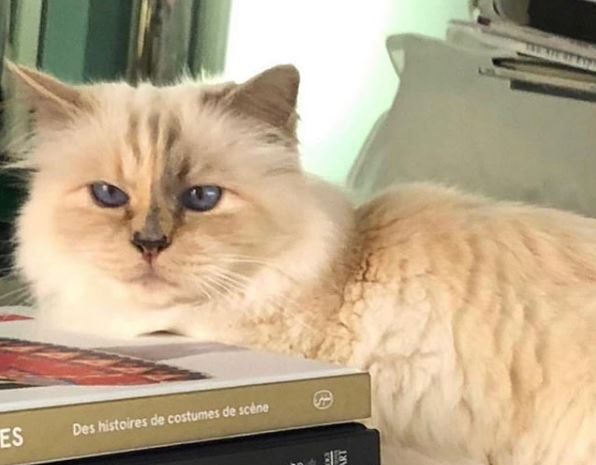 Héritage ► Karl Lagerfeld a légué sa fortune à… sa chatte, Choupette 
