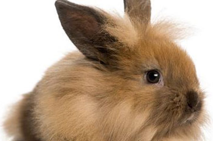 Animaux ► L&rsquo;association One Voice veut faire interdire l&rsquo;épilation à vif des lapins angora : son recours a été rejeté par le Conseil d&rsquo;Etat