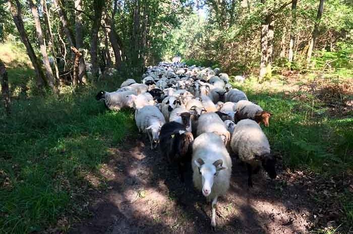 Fontainebleau ► Des moutons s&rsquo;installent dans la forêt