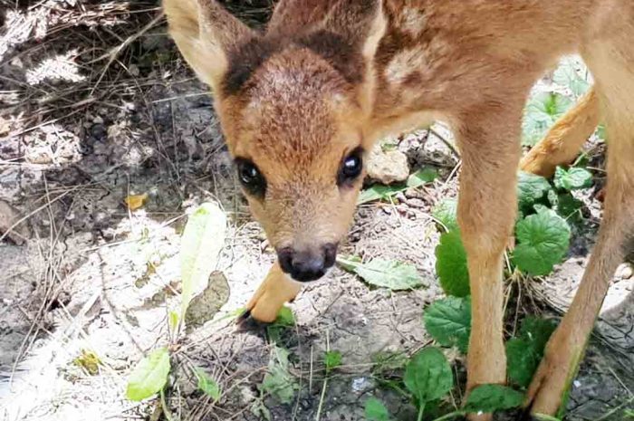 Isles-lès-Meldeuses  ► Edentara : la ferme pédagogique a fêté ses 13 ans et le premier anniversaire de Fanny, la petite femelle chevreuil