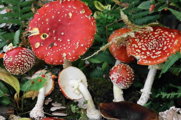 Trilport ► L’exposition des champignons a failli ne pas avoir lieu [Diaporama]