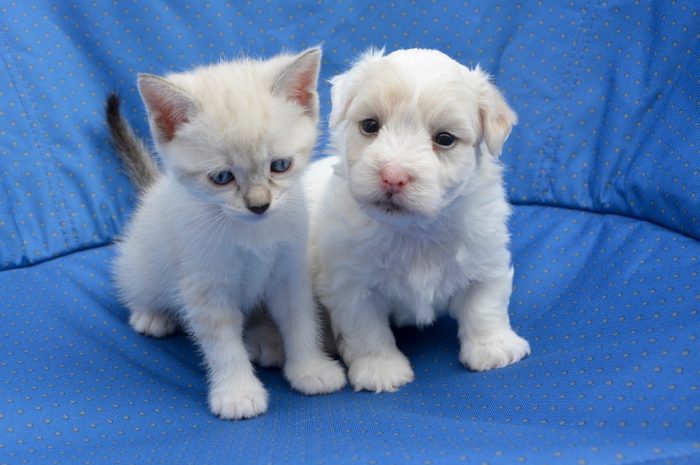 Enquête ► Le palmarès 2019 des noms d’animaux de compagnie fait honneur à la lettre P