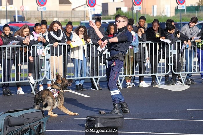 Meaux ► Forum des métiers de la sécurité : à la découverte des missions de la brigade cynophile des douanes  [Video]