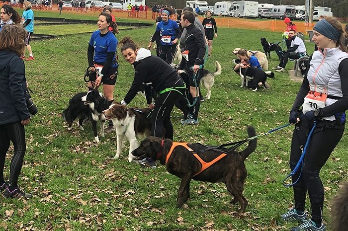 Chelles ► Le canicross a mobilisé les bénévoles [Vidéo]