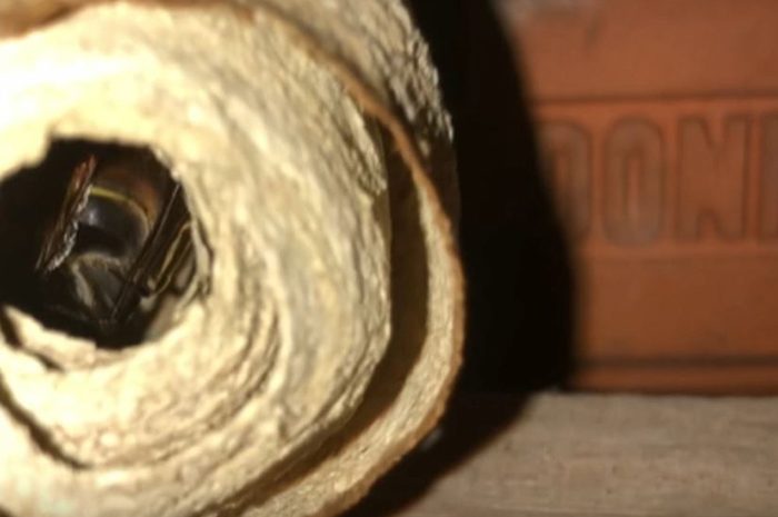 Seine-et-Marne ► Comment le frelon asiatique profite du confinement [Vidéo]