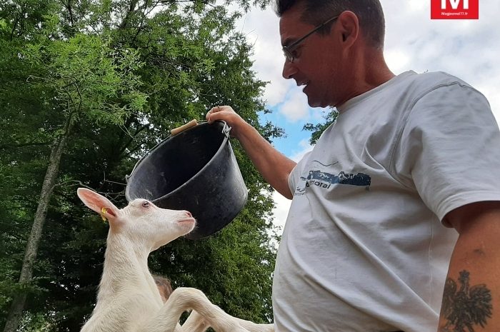 Courtry ► La mini-ferme avec ses soixante animaux a rouvert au public [Vidéo]