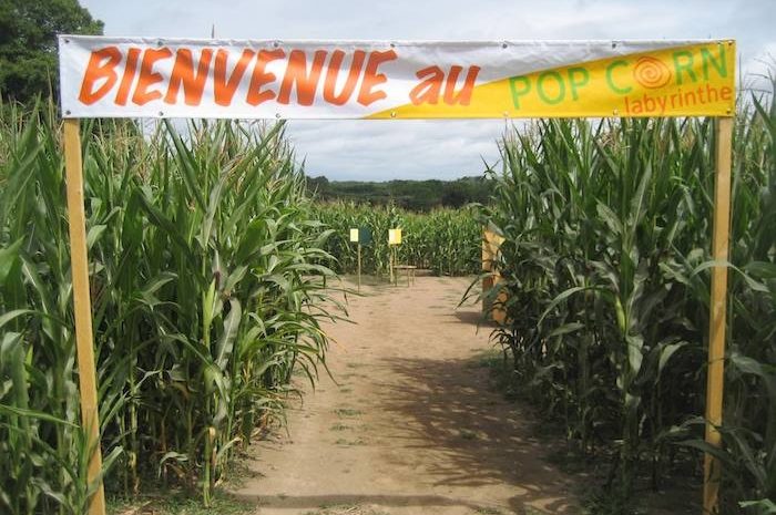 Bailly-Romainvilliers ► Le Pop Corn Labyrinthe remplacera le champ de tulipes 