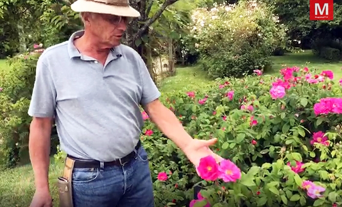 Provins ► Les roses ont leur écrin : un jardin à visiter [Vidéo]