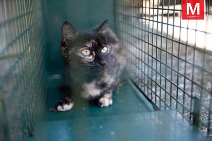 Nanteuil-lès-Meaux ► La police municipale et la fondation Clara capturent des chats errants [Vidéo]