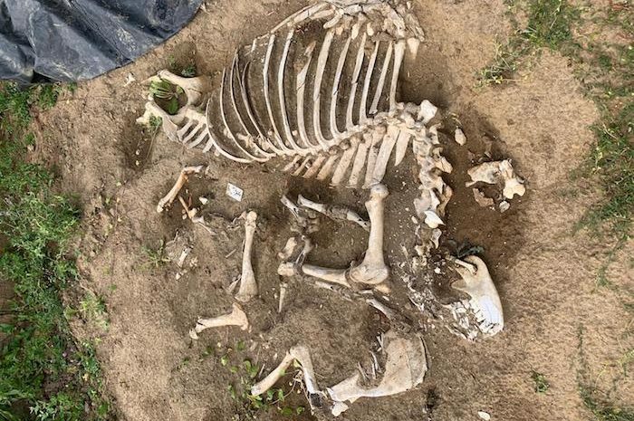 Serris ► Ferme d’Amilly : les restes d&rsquo;un cheval datant du Moyen Age ont été découverts [Vidéo]