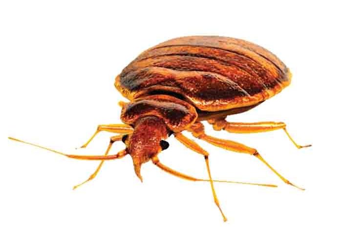 Parasite ► Les punaises de lit en recrudescence : elles se glissent dans les maisons, les transports, les universités…