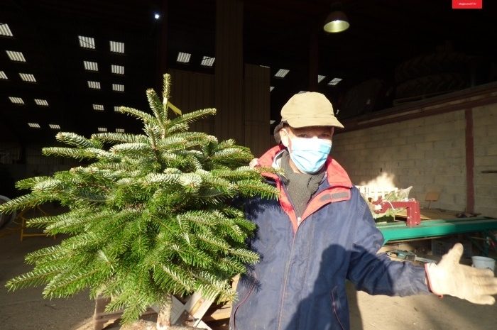Gressy-en-France ► [Vidéo] Epicéa ou Nordmann pour Noël, les sapins de la ferme de La Garenne sont prisés