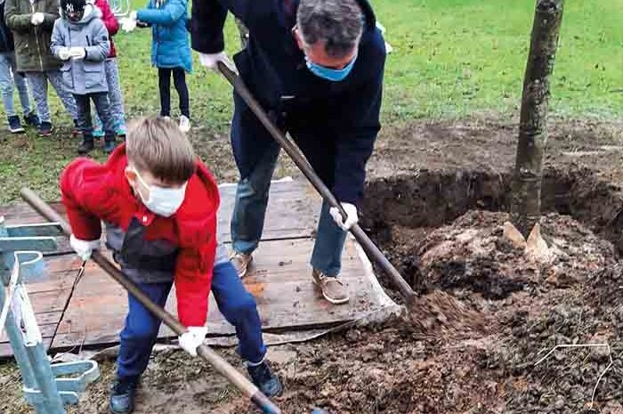 Trilport ► Un liquidambar planté dans le parc de la Villa Bia