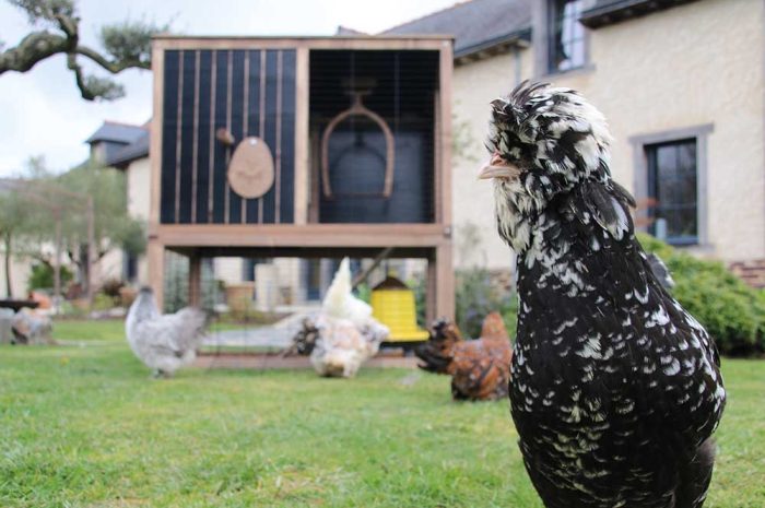 Animaux ► Adopter des poules, c’est tendance