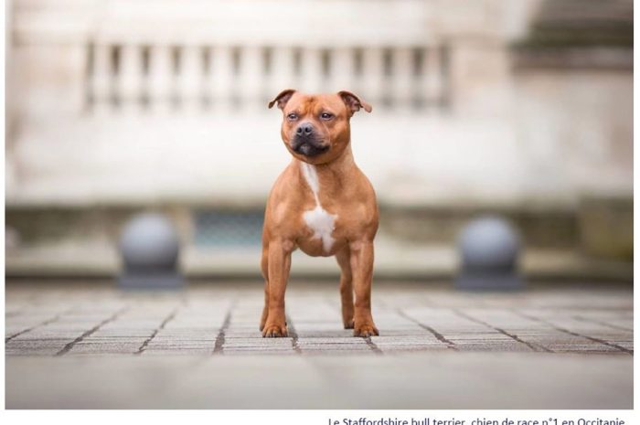 Animaux ► Le Top 3 des chiens préférés en Ile-de-France
