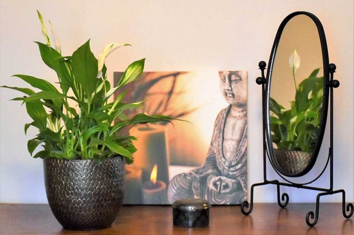 Bien-être ► Feng shui : fleurs et plantes vertes, des alliées pour harmoniser votre espace de vie