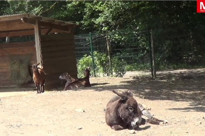Roissy-en-Brie ► [Vidéo] Le parc Hi-Han soufflera ses 25 bougies, dimanche 
