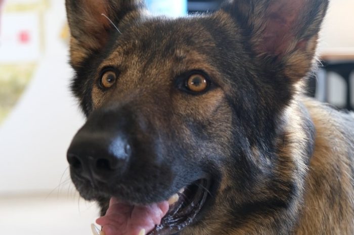 Lognes ► L&rsquo;association des chiens guides d&rsquo;aveugles offre un berger allemand à une habitante malvoyante