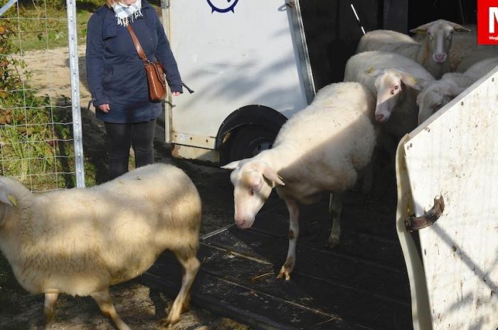 Trilport ► [Vidéo] Débroussaillage des voies ferrées : les moutons interviennent