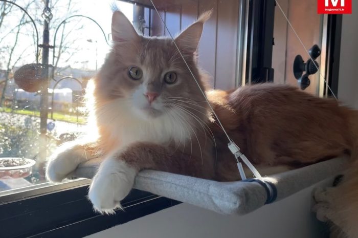 Serris ► Le chat Racaille est devenu la coqueluche d&rsquo;Instagram