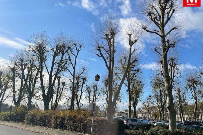 Meaux ► Végétalisation : le maire veut faire de la ville « une vitrine de la transition environnementale »