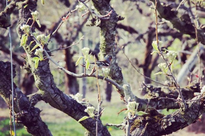 Lieusaint ► La Ville s&rsquo;engage pour la protection des oiseaux