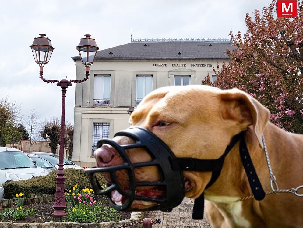 Chien à titre d'illustration @ Magjournal 77