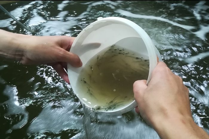 Monthyon ► Implantation : les gambas du futur élevage vont se chauffer grâce au Smitom