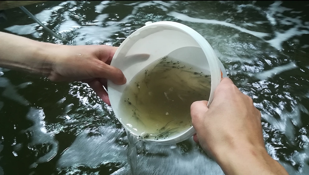 L'élevage de gambas à Monthyon, chauffé par l'énergie dégagée au CIT du Smitom, sera unique en France. photo Lisaqua
