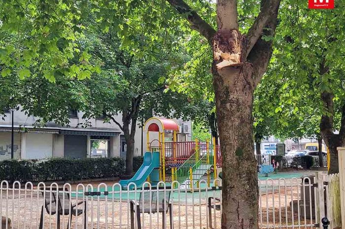 Meaux ► Une branche de marronnier s&rsquo;abat sur le square Brassens