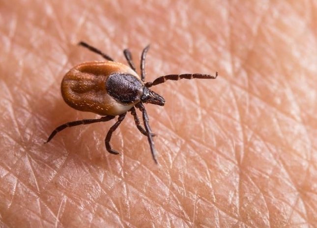 Santé ► Attention aux piqûres de tiques : des hôpitaux se spécialisent dans la prise en charge de la maladie de Lyme
