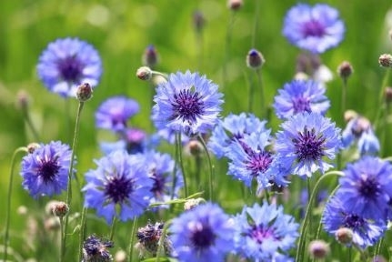 Santé ► Le bleuet, une fleur spéciale qui fait du bien aux yeux