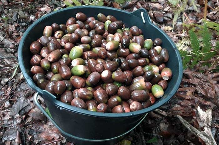 Seine-et-Marne ► L’ONF ramasse les fruits des chênes pour les futures forêts