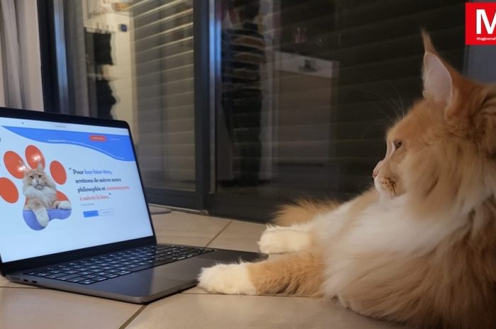 Animaux de compagnie ► La Centrale du chat réunit dans une plateforme tous les amis des félins