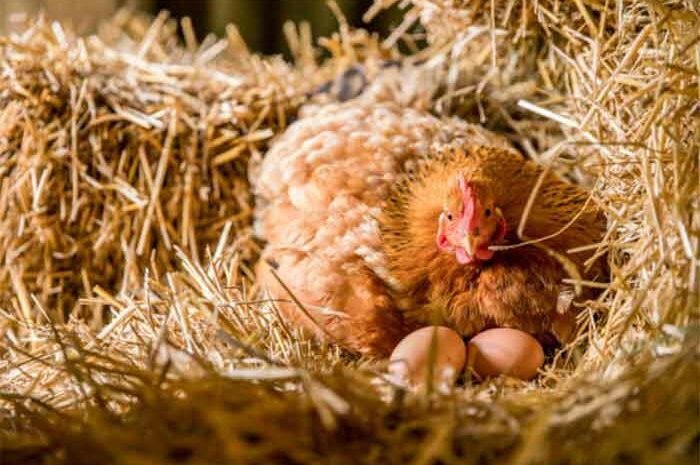 Pollution ► Haro sur les poules et leurs œufs, vive l’élevage industriel et sa production bien contrôlée