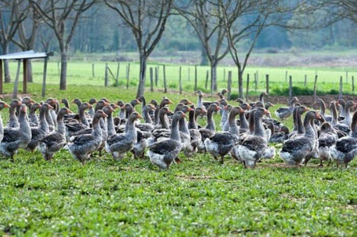 Seine-et-Marne ► Abaissement du niveau de risque de grippe aviaire