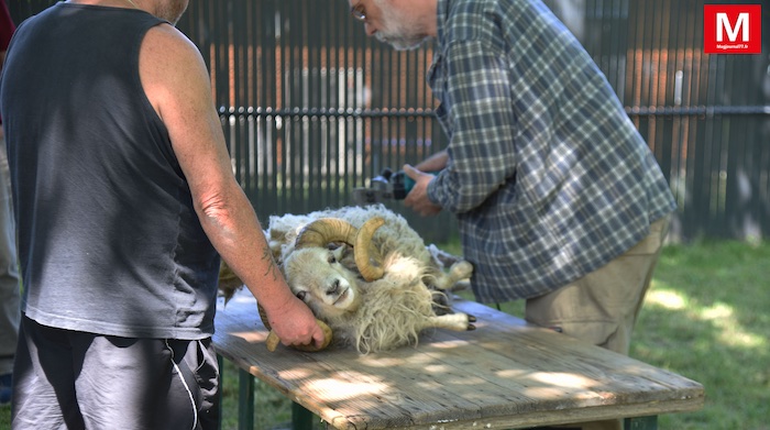 Messy [Vidéo] - Fête de la transhumance : les moutons ont rejoint les « alpages » du parc des Bienvenues où ils ont été tondus