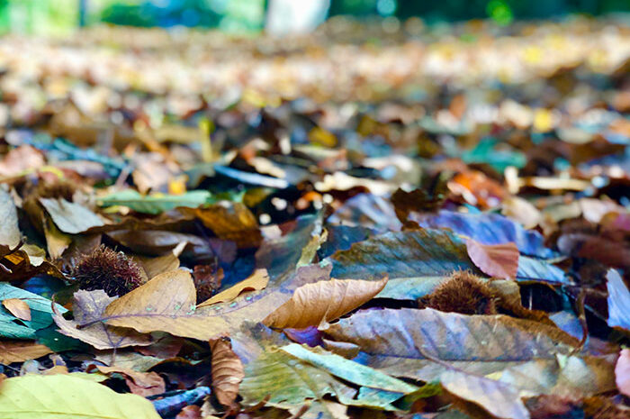 Forme ► Les astuces en naturopathie au quotidien pour bien se préparer à l&rsquo;automne