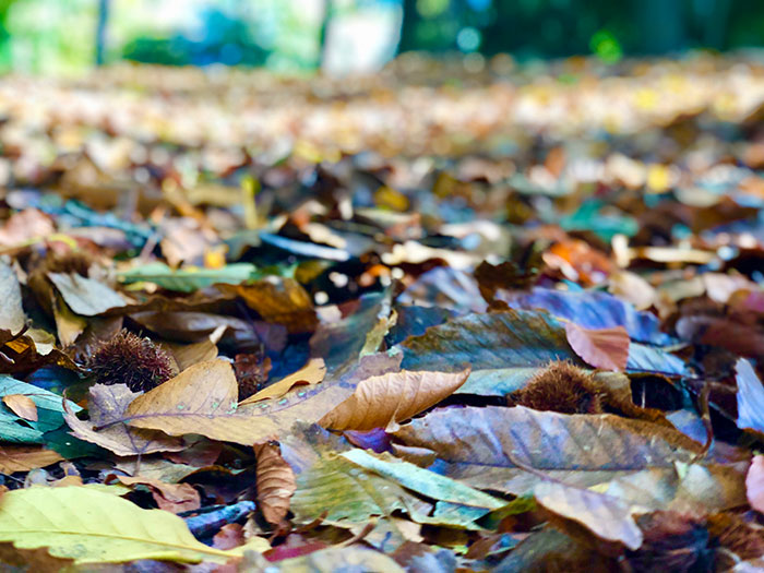 Forme : Les astuces en naturopathie au quotidien pour bien se préparer à l'automne