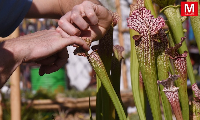 ​​Jossigny ► [Vidéo] Au château : quatre-vingt-dix exposants ont animé les journées des plantes et des arts du jardin