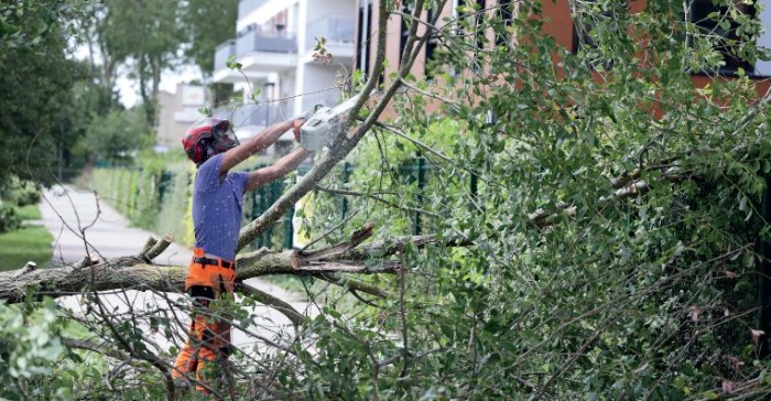 Lieusaint ► La Ville préserve son patrimoine arboré