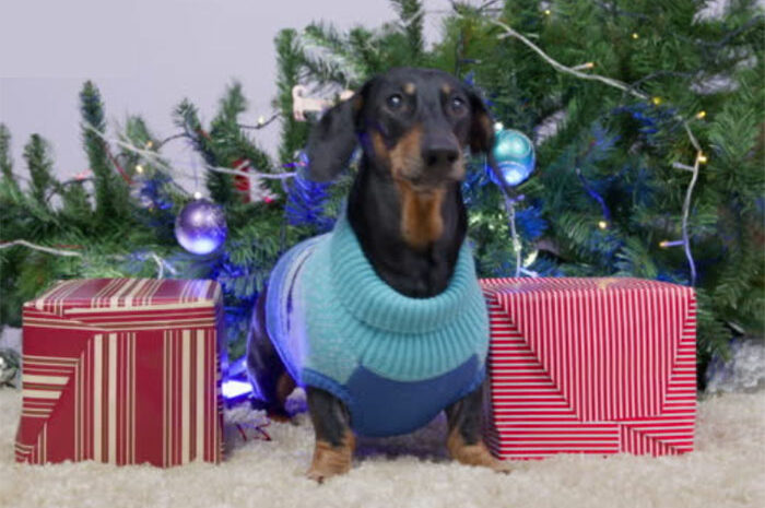 Les bons réflexes ► Intoxication au chocolat, au raisin, aux plantes, ingestion de corps étrangers : évitez les risques de Noël pour les chiens et les chats